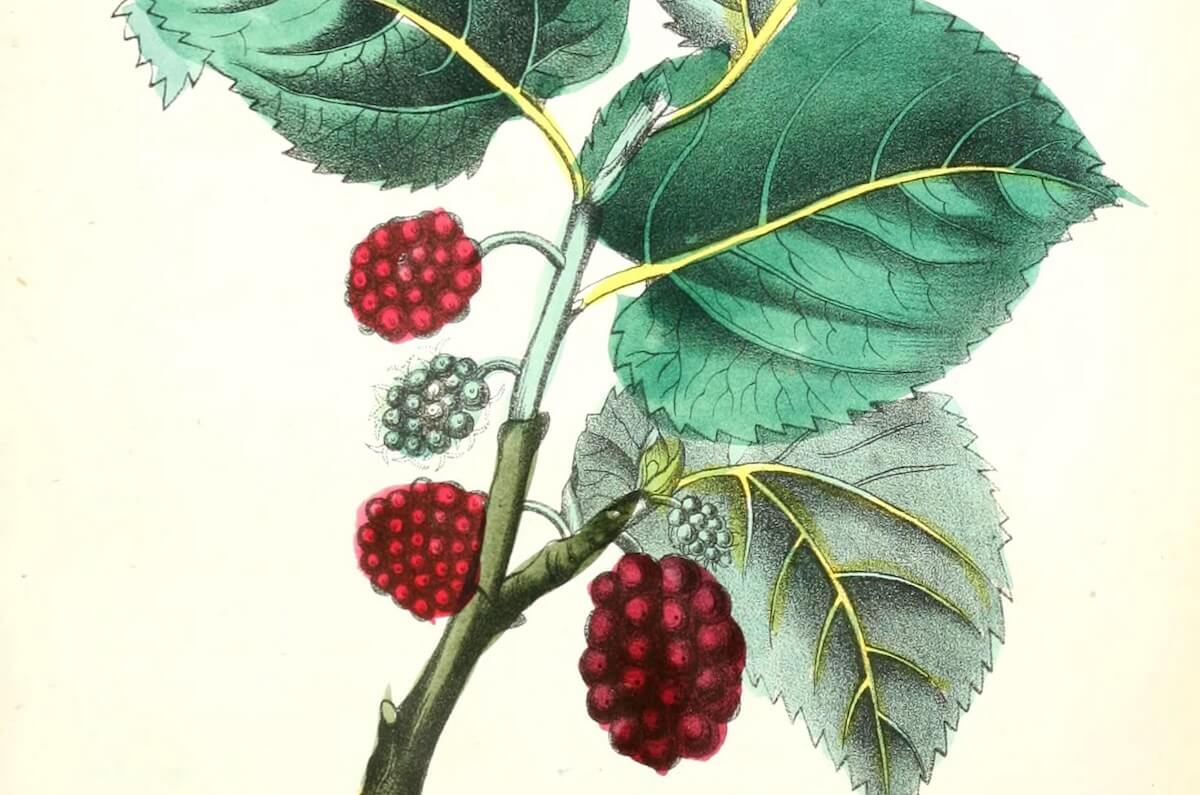 Sweet and Sour Mulberries
