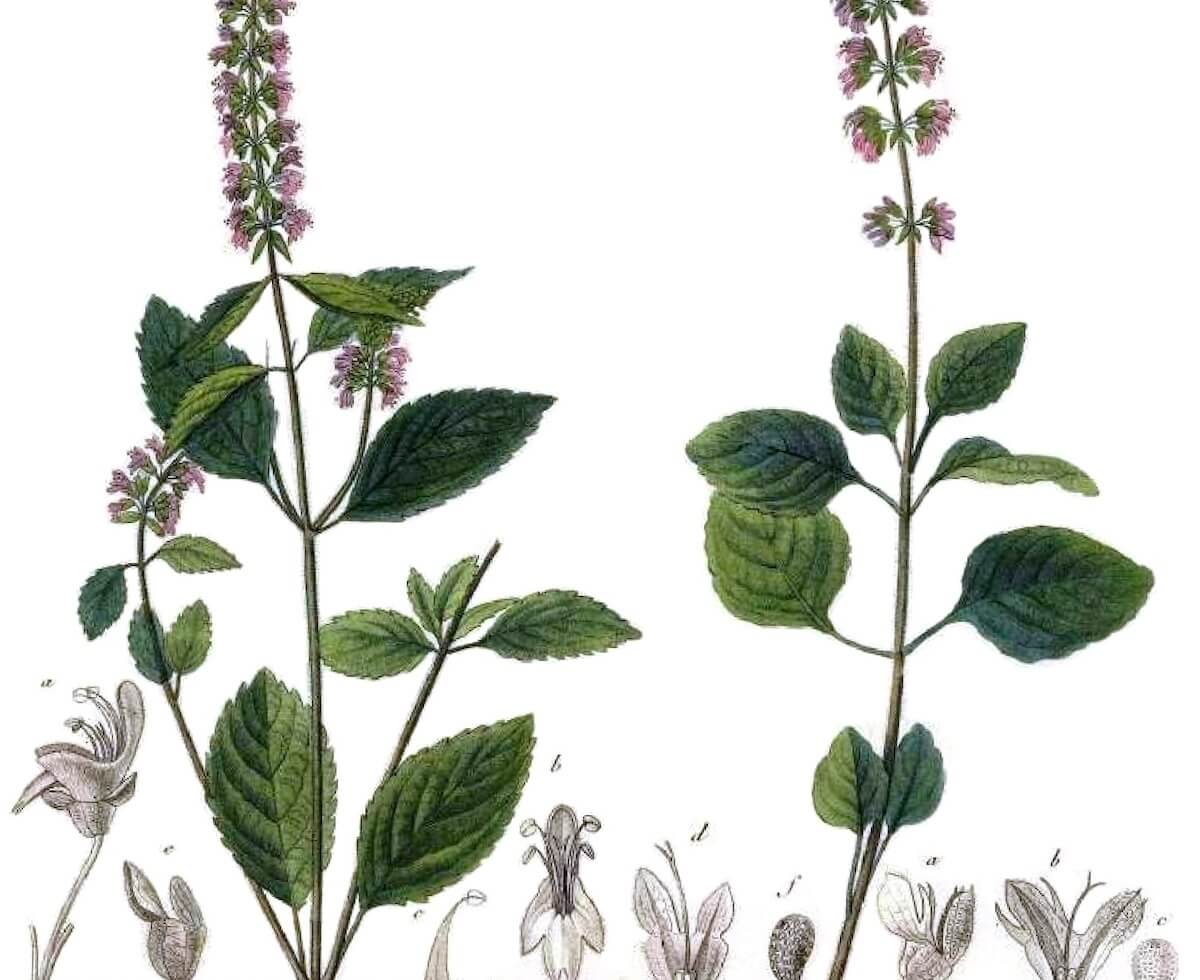 一股連我也不知道是什麼的滋味 | A flavour even I don't know